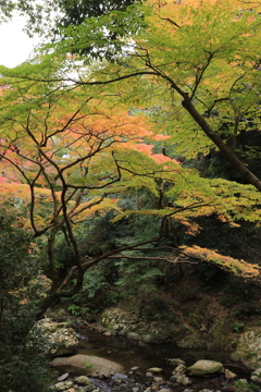 箕面瀧道さんぽ