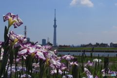堀切さんぽ
