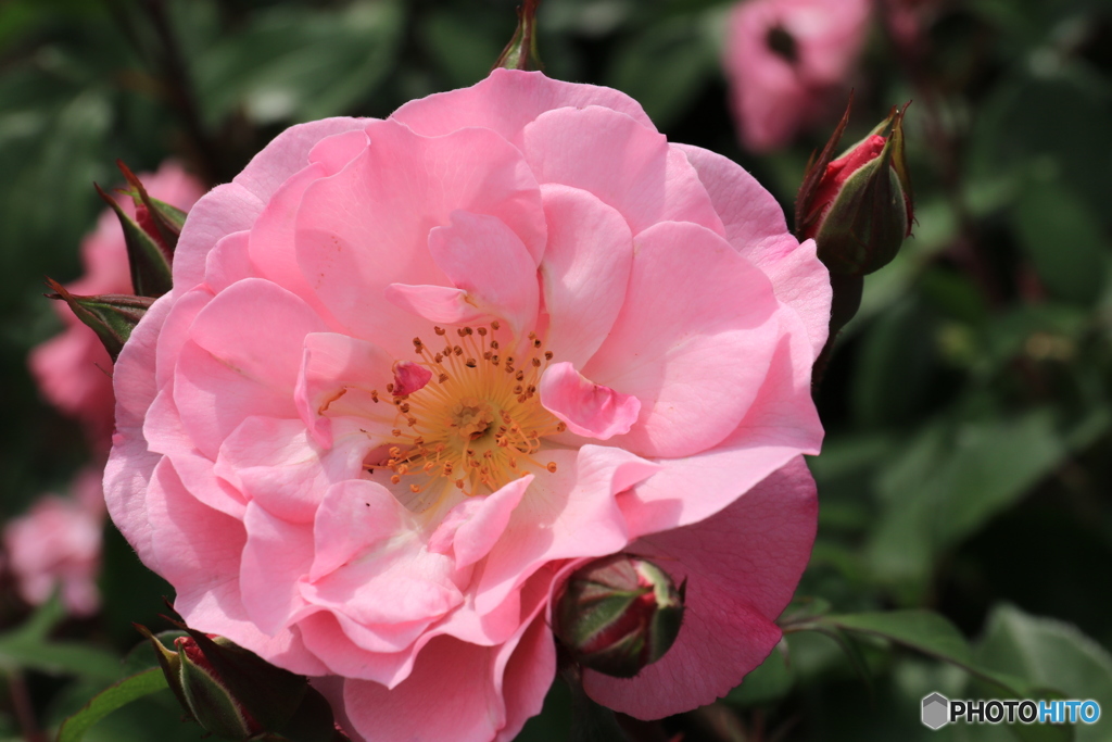 神代植物公園さんぽ
