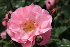 神代植物公園さんぽ