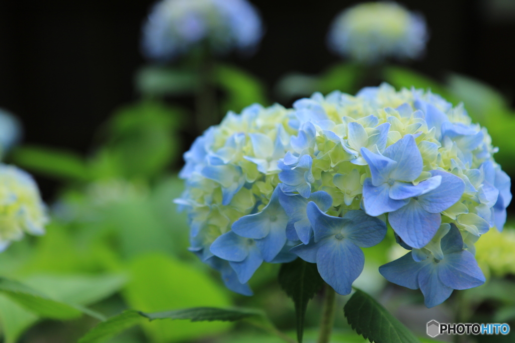 紫陽花2015@頼光寺