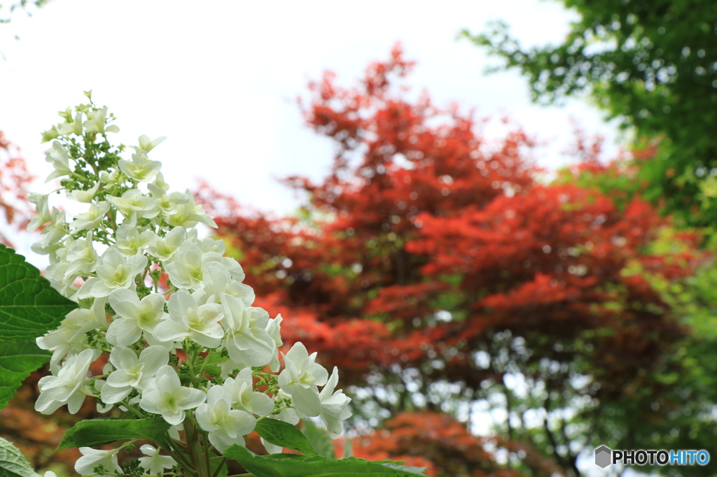 紫陽花2015@頼光寺