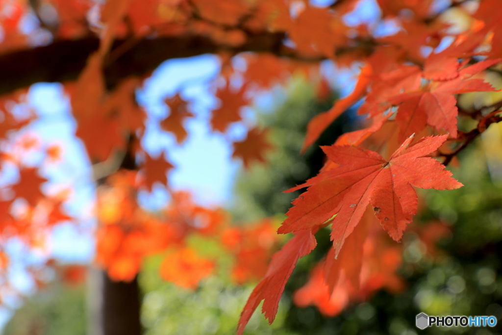 紅葉＠国営昭和記念公園