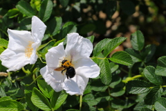 ぷらぷらさんぽ＠荒牧バラ公園