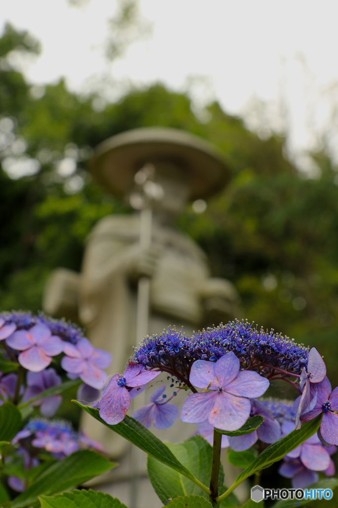 紫陽花2016@久安寺