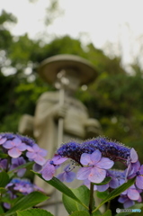 紫陽花2016@久安寺