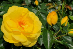 ぷらぷらさんぽ＠荒牧バラ公園