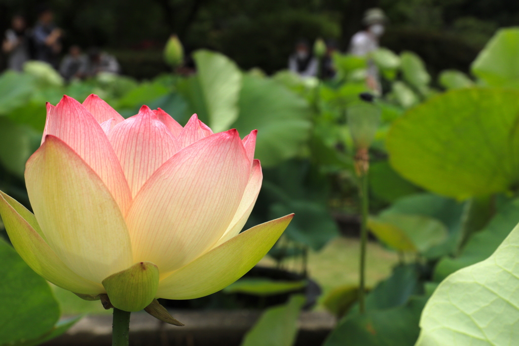京都宇治・三室戸寺