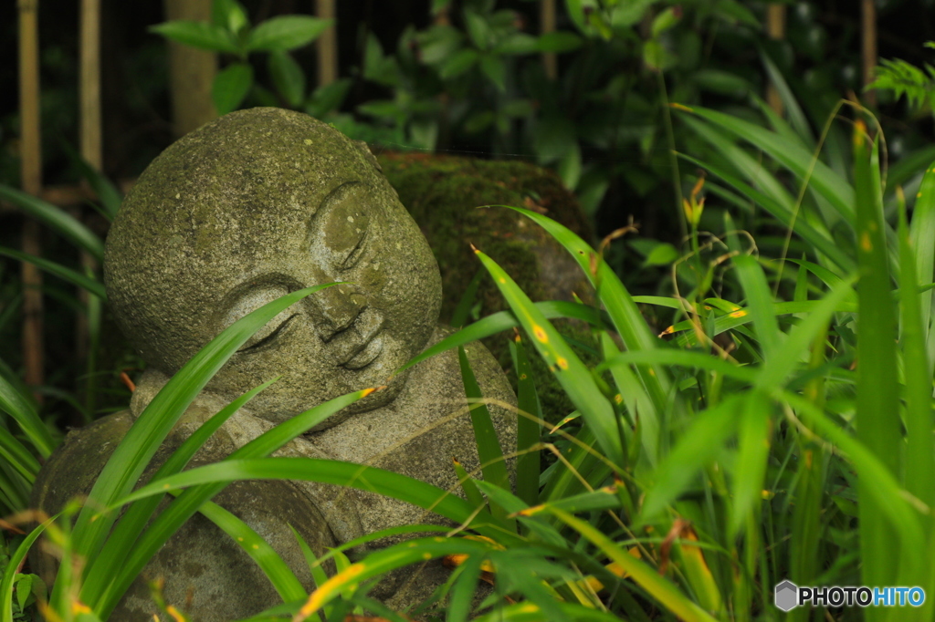 紫陽花2016@久安寺