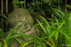 紫陽花2016@久安寺