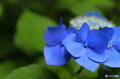 紫陽花2016@久安寺