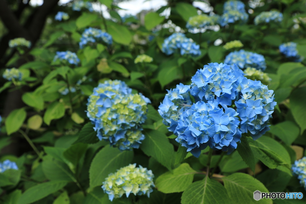 紫陽花2015@頼光寺
