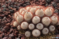 神代植物公園さんぽ