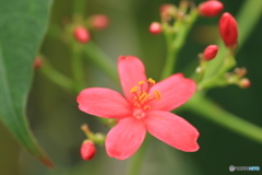 神代植物公園さんぽ