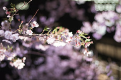 IMG_3633re2