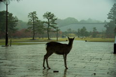 雨の奈良公園