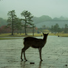 雨の奈良公園