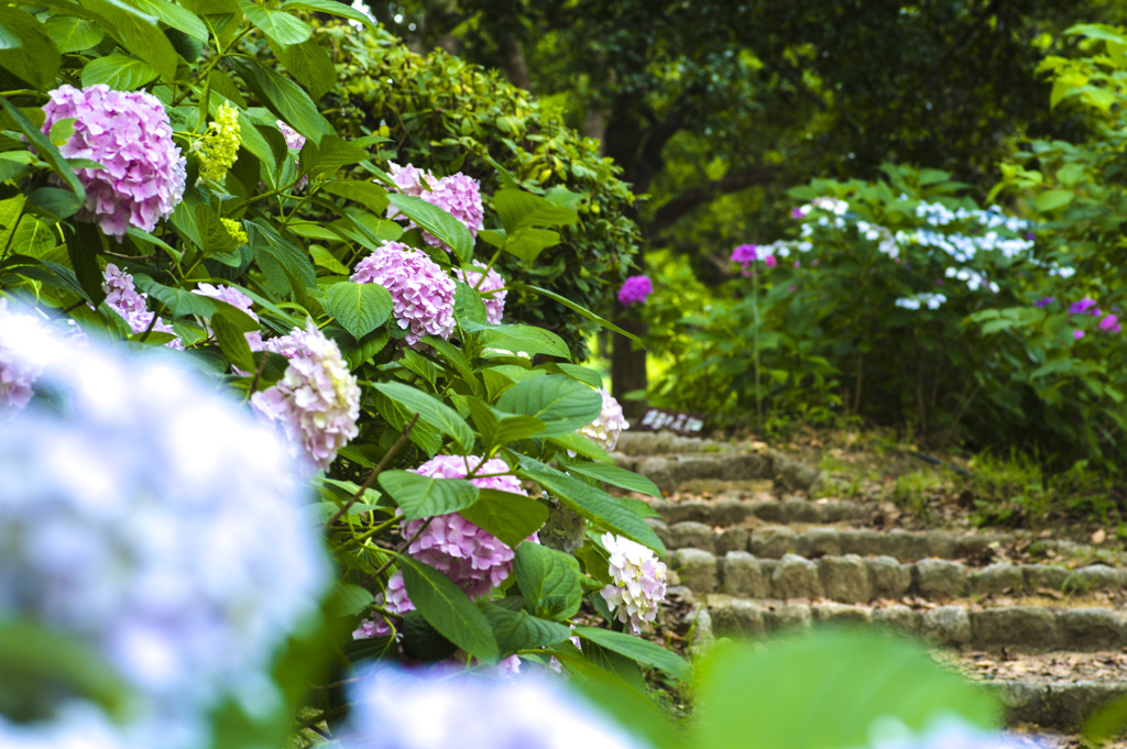 hydrangea