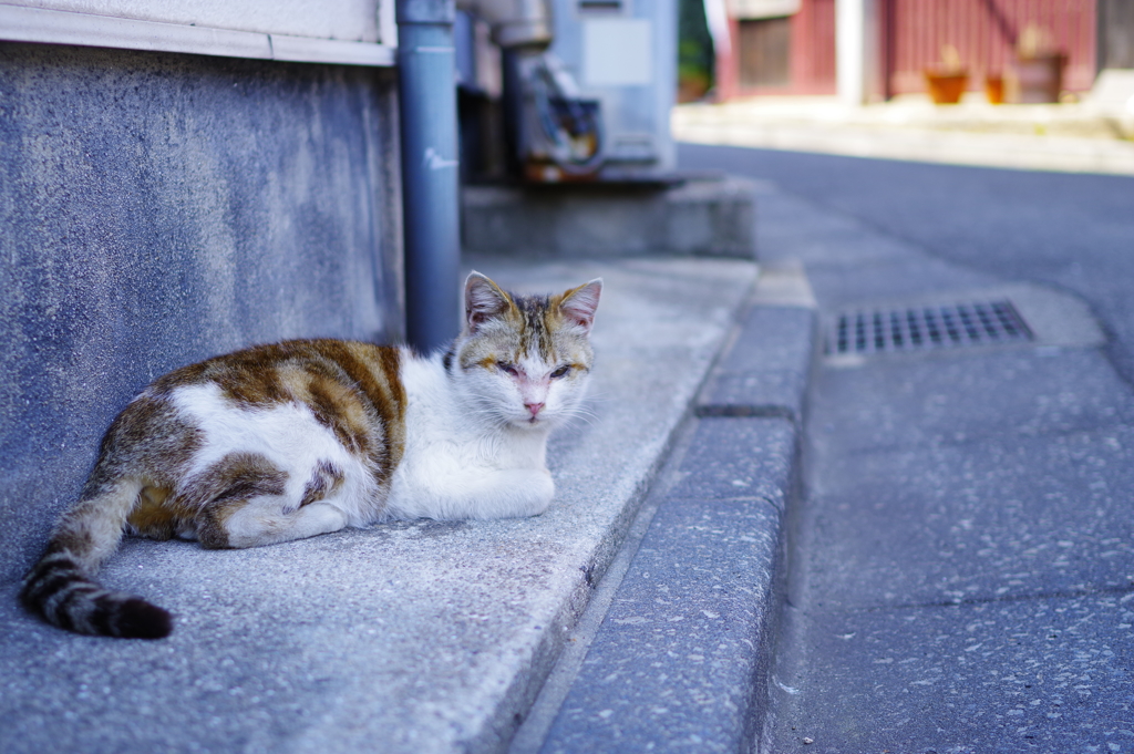 猫に導かれて