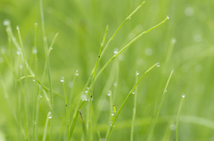 水の咲く草