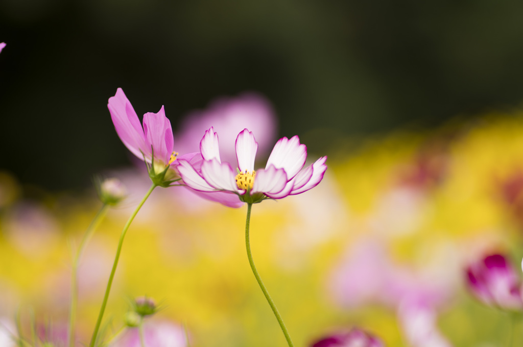 cosmos