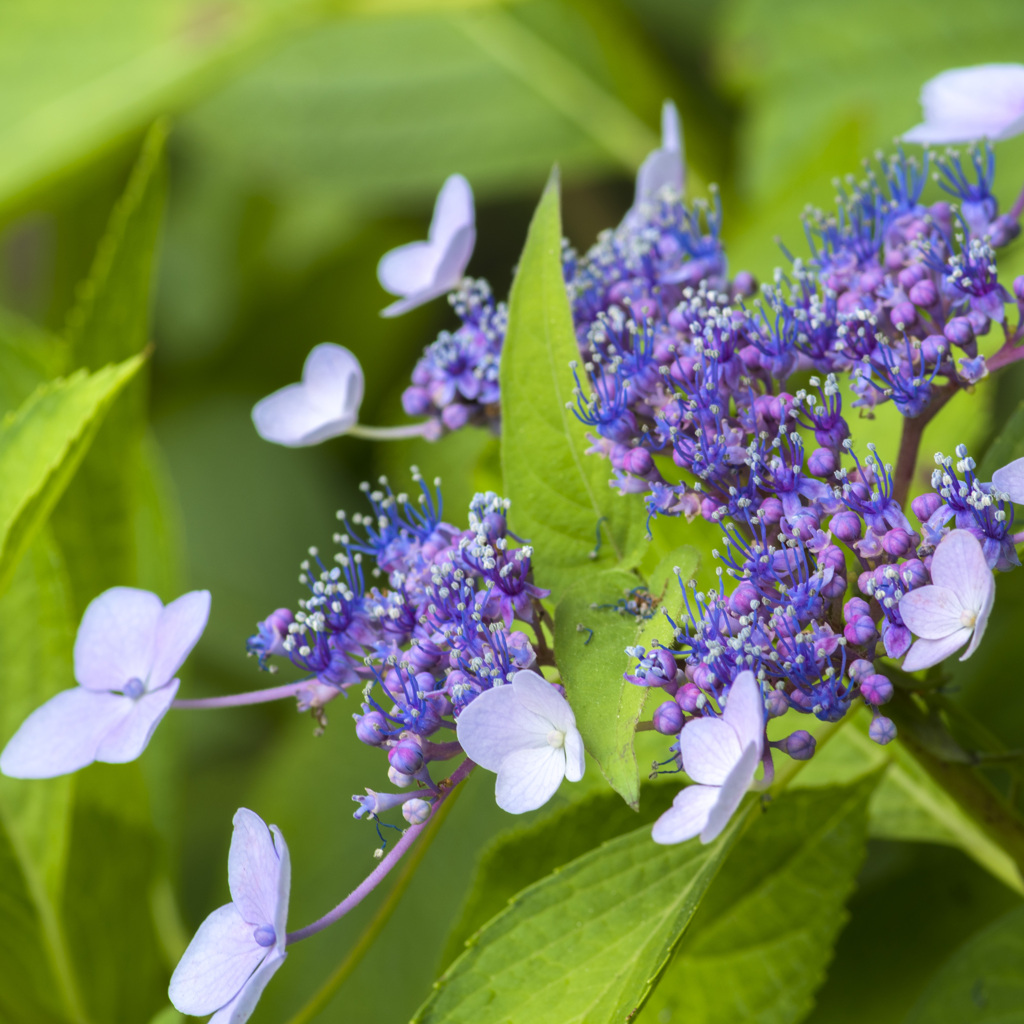 hydrangea