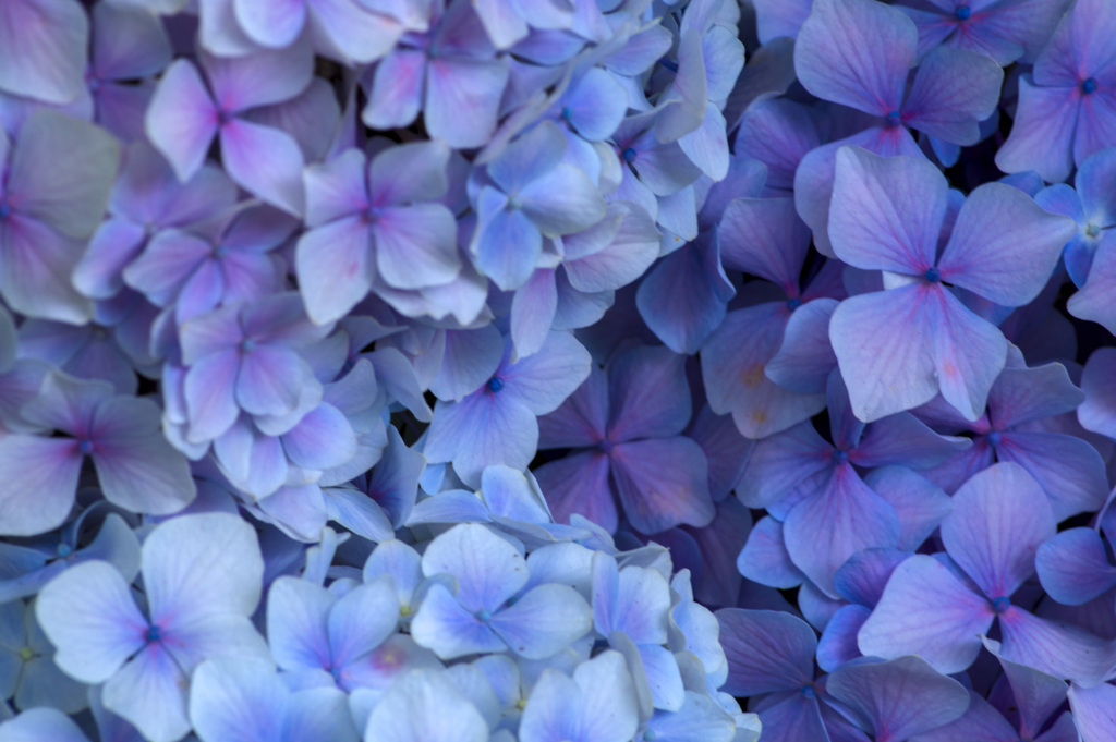 hydrangea