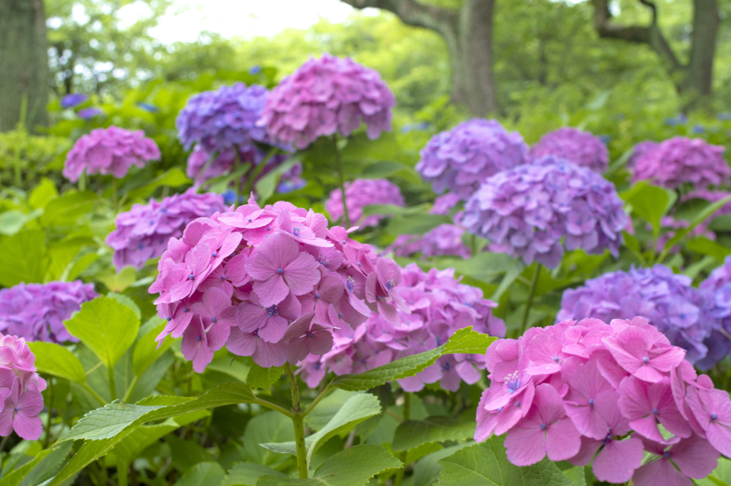 hydrangea