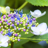 hydrangea