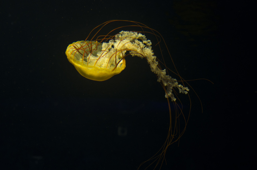 水中の芸術