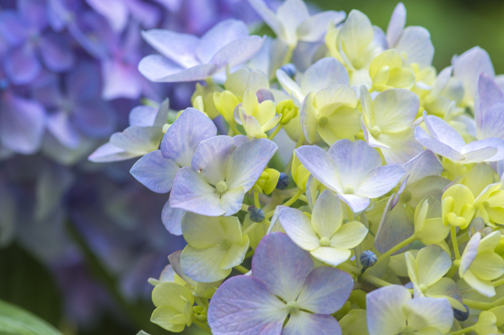 hydrangea