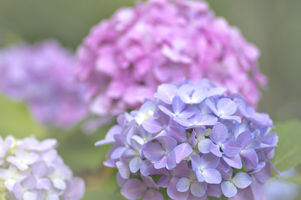 hydrangea