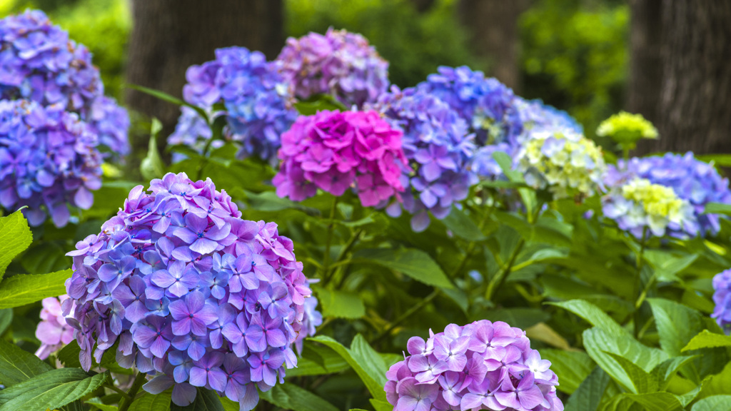 hydrangea