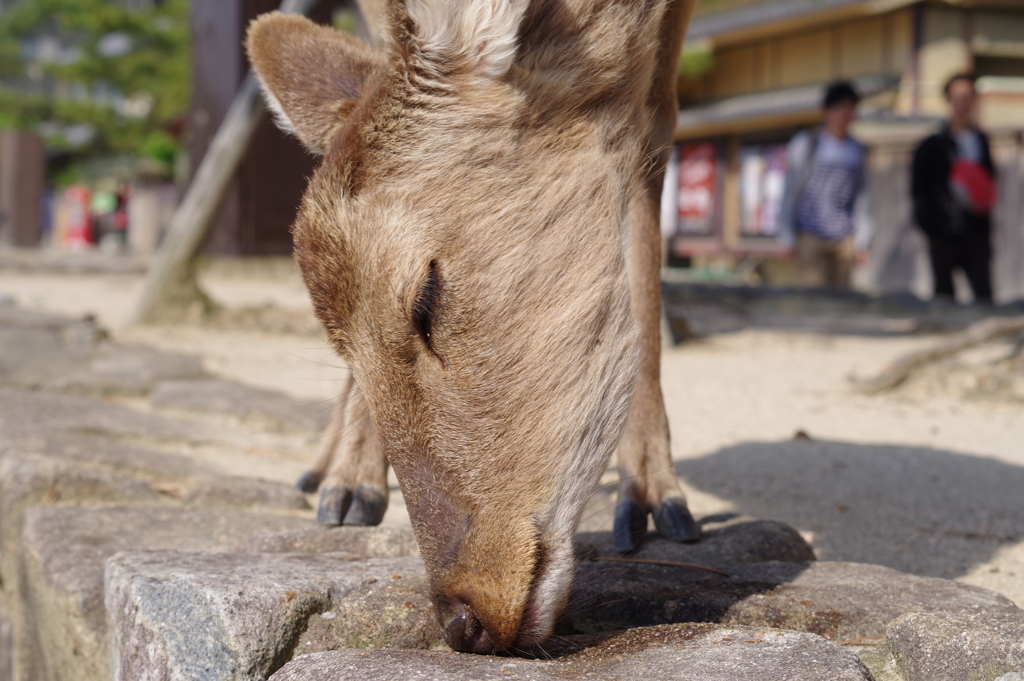 守り神