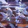 アートアクアリウム展②