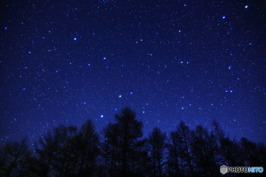 樹上の星々