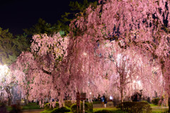 弘前城　夜桜（4）