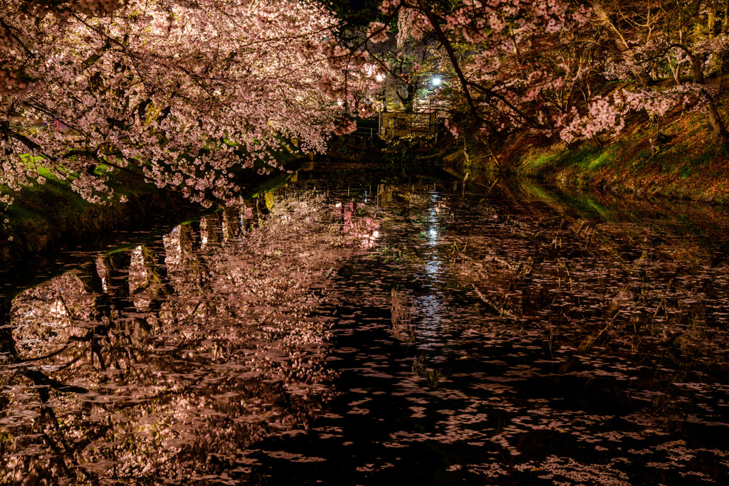 弘前城　夜桜