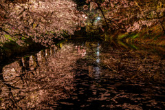 弘前城　夜桜