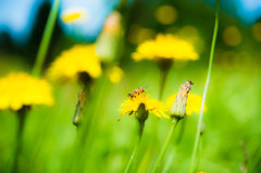 Bee