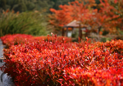身近な紅葉狩り