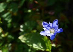 紫の花