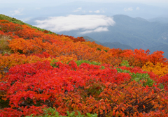 色・鮮やか