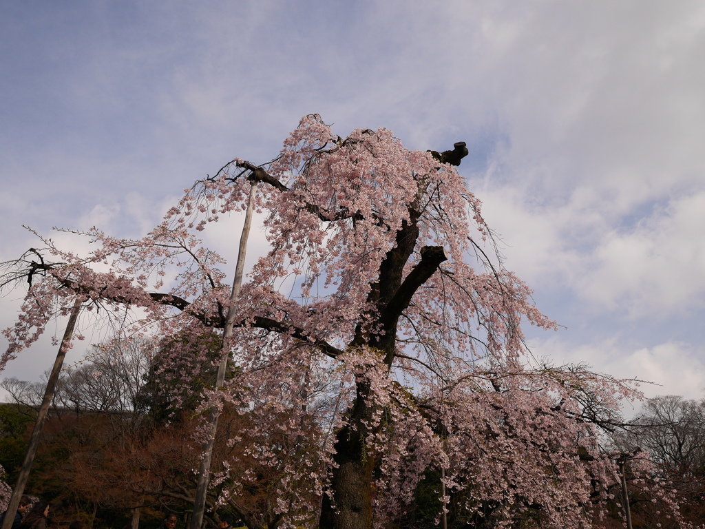 桜の木