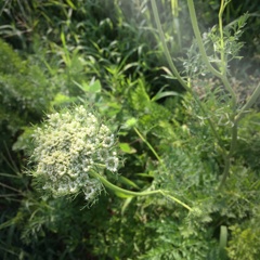 Carrot flower