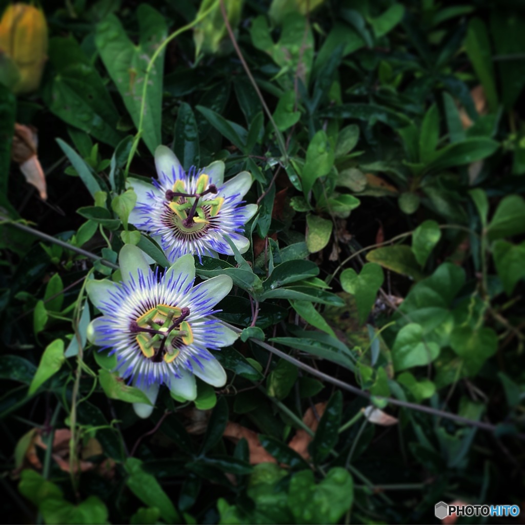 Passion flower