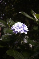 SDIM0424