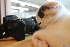 カメラと猫