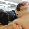 カメラと猫