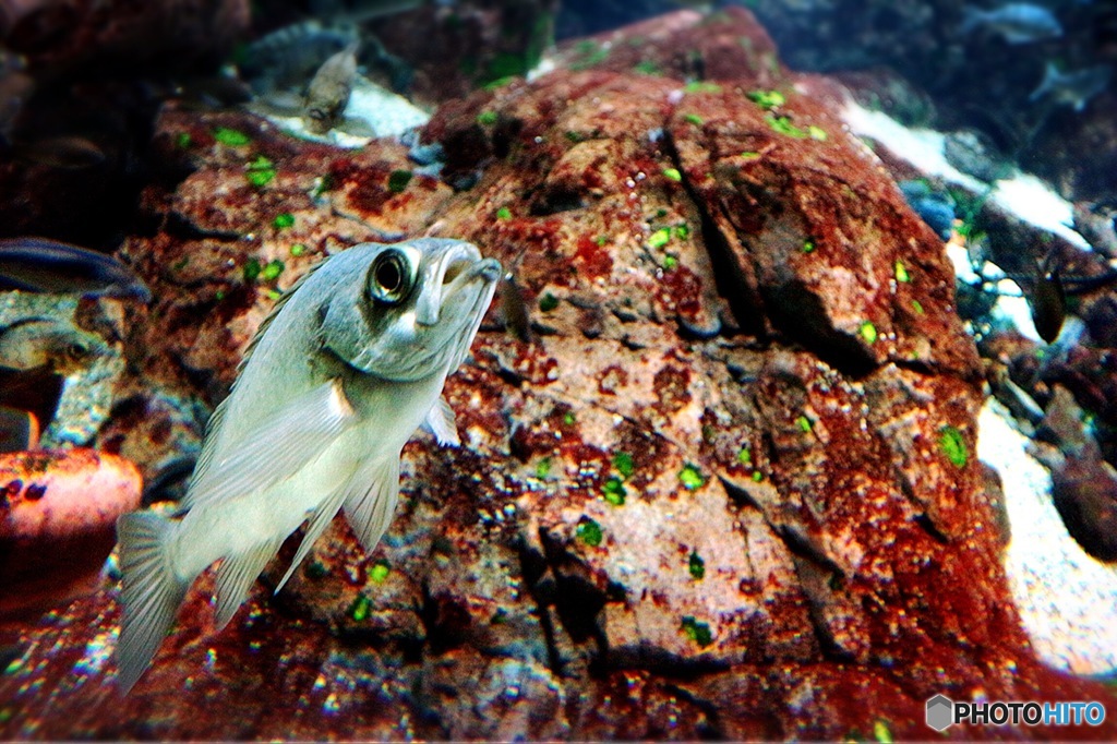 魚